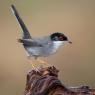 Occhiocotto - Sardinian warbler (Sylvia melanocephala)