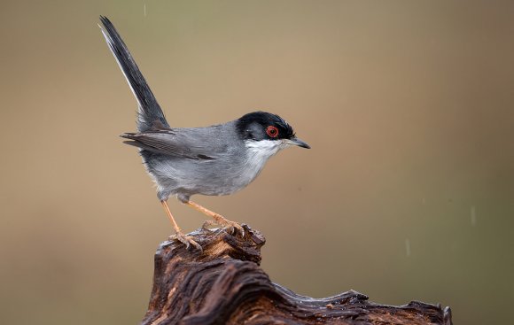 Occhiocotto - Sardinian warbler (Sylvia melanocephala)