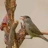 Capinera - Eurasian blackcap (Sylvia atricapilla)