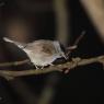 Capinera - Eurasian blackcap (Sylvia atricapilla)