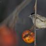 Capinera - Eurasian blackcap (Sylvia atricapilla)