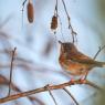 Sterpazzolina - Subalpine warbler (Sylvia cantillans)