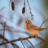 Sterpazzolina - Subalpine warbler (Sylvia cantillans)