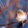 Sterpazzolina - Subalpine warbler (Sylvia cantillans)