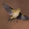 Luì piccolo - Common chiffchaff, (Phylloscopus collybita)