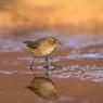 Luì piccolo - Common chiffchaff, (Phylloscopus collybita)