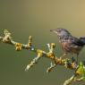 Magnanina comune - Dartford warbler (Sylvia undata)