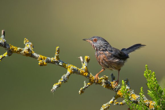 Magnanina comune - Dartford warbler (Sylvia undata)