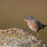 Magnanina comune - Dartford warbler (Sylvia undata)