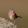 Magnanina comune - Dartford warbler (Sylvia undata)