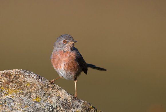 Magnanina comune - Dartford warbler (Sylvia undata)