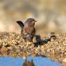 Magnanina comune - Dartford warbler (Sylvia undata)