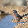 Magnanina comune - Dartford warbler (Sylvia undata)