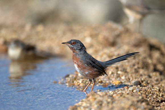 Magnanina comune - Dartford warbler (Sylvia undata)