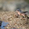 Sterpazzolina - Subalpine warbler (Sylvia cantillans)