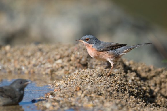 Sterpazzolina - Subalpine warbler (Sylvia cantillans)