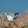 Occhiocotto - Sardinian warbler (Sylvia melanocephala)