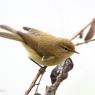 Luì piccolo - Common chiffchaff, (Phylloscopus collybita)