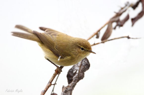 Luì piccolo - Common chiffchaff, (Phylloscopus collybita)