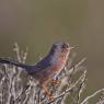 Magnanina comune - Dartford warbler (Sylvia undata)