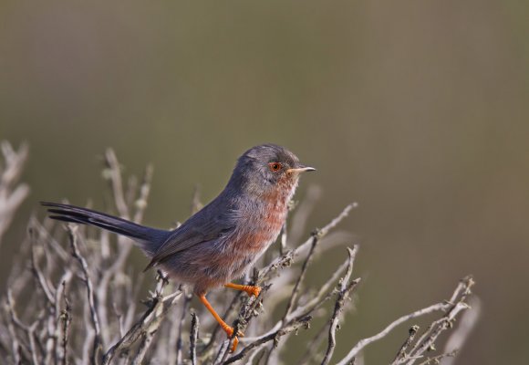 Magnanina comune - Dartford warbler (Sylvia undata)