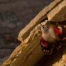 Picchio muraiolo - Wallcreeper (Tichodroma muraria)