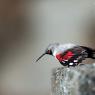 Picchio muraiolo - Wallcreeper (Tichodroma muraria)