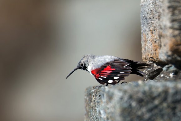 Picchio muraiolo - Wallcreeper (Tichodroma muraria)