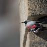 Picchio muraiolo - Wallcreeper (Tichodroma muraria)