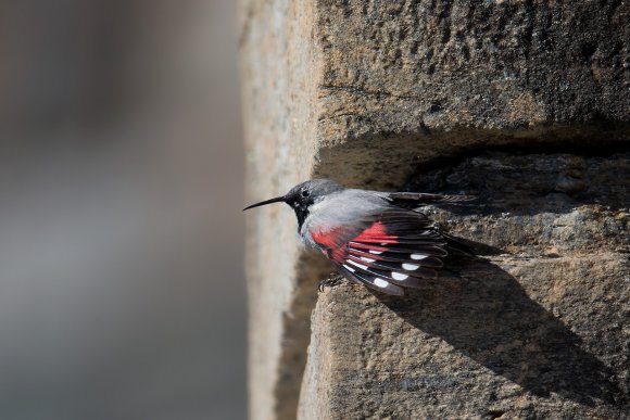 Picchio muraiolo - Wallcreeper (Tichodroma muraria)