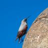 Picchio muraiolo - Wallcreeper (Tichodroma muraria)