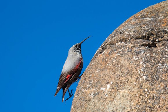 Picchio muraiolo - Wallcreeper (Tichodroma muraria)