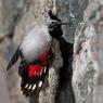 Picchio muraiolo - Wallcreeper (Tichodroma muraria)