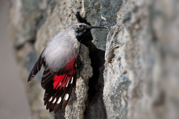 Picchio muraiolo - Wallcreeper (Tichodroma muraria)