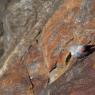 Picchio muraiolo - Wallcreeper (Tichodroma muraria)