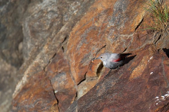 Picchio muraiolo - Wallcreeper (Tichodroma muraria)