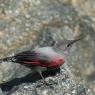 Picchio muraiolo - Wallcreeper (Tichodroma muraria)