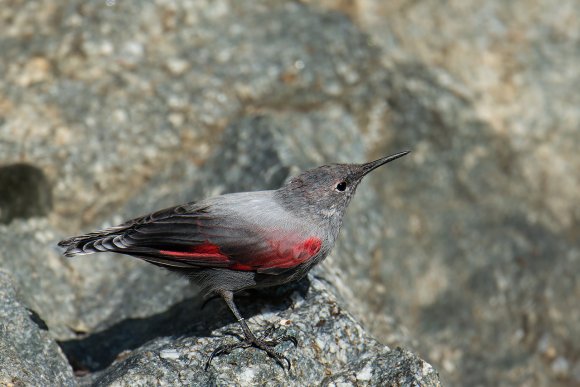 Picchio muraiolo - Wallcreeper (Tichodroma muraria)