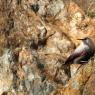 Picchio muraiolo - Wallcreeper (Tichodroma muraria)