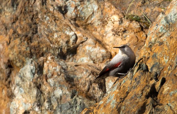Picchio muraiolo - Wallcreeper (Tichodroma muraria)