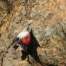 Picchio muraiolo - Wallcreeper (Tichodroma muraria)