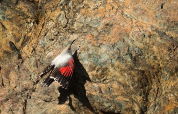 Picchio muraiolo - Wallcreeper (Tichodroma muraria)