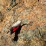 Picchio muraiolo - Wallcreeper (Tichodroma muraria)