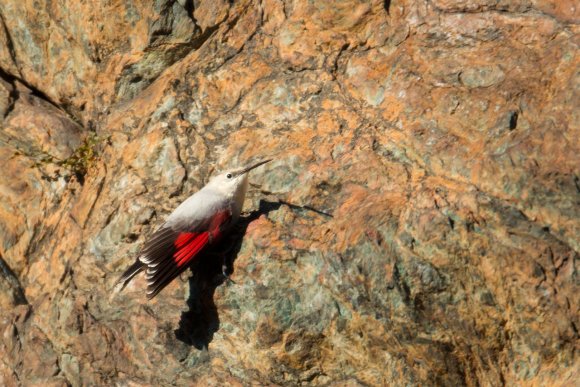 Picchio muraiolo - Wallcreeper (Tichodroma muraria)