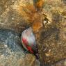 Picchio muraiolo - Wallcreeper (Tichodroma muraria)