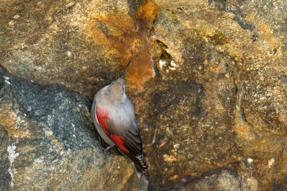 Picchio muraiolo - Wallcreeper (Tichodroma muraria)