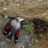 Picchio muraiolo - Wallcreeper (Tichodroma muraria)