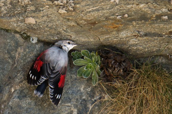 Picchio muraiolo - Wallcreeper (Tichodroma muraria)