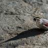 Picchio muraiolo - Wallcreeper (Tichodroma muraria)