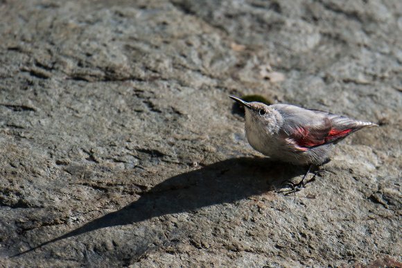 Picchio muraiolo - Wallcreeper (Tichodroma muraria)